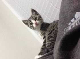 Lost Cat