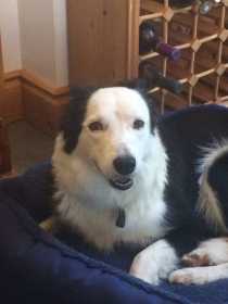 Lost Dog