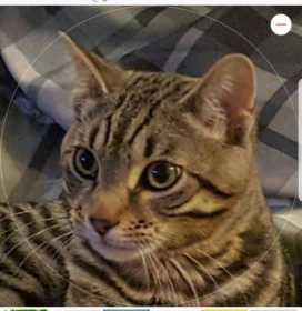 Lost Cat