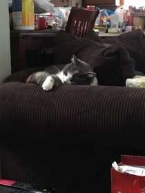 Lost Cat