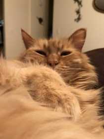 Lost Cat