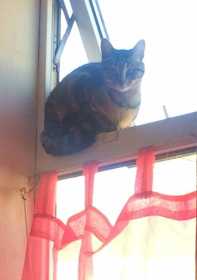 Lost Cat