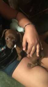 Lost Dog