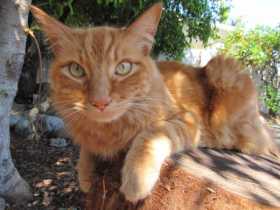 Lost Cat