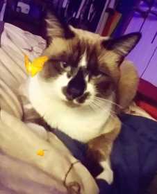 Lost Cat