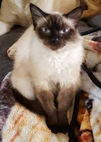 Lost Cat