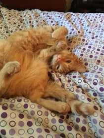 Lost Cat