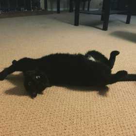Lost Cat
