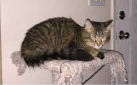 Lost Cat