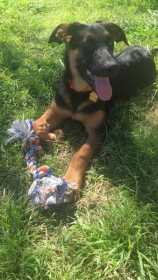 Lost Dog
