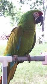 Lost Macaw