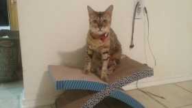 Lost Cat