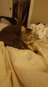 Lost Cat