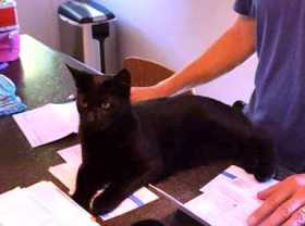 Lost Cat