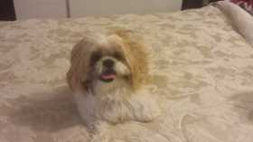 Lost Dog