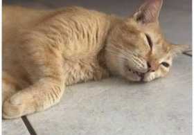 Lost Cat