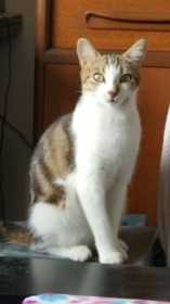Lost Cat