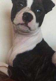 Lost Dog