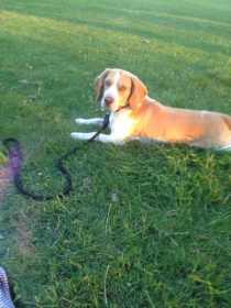 Lost Dog