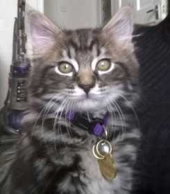 Lost Cat