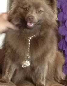 Lost Dog