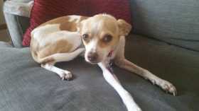 Lost Dog