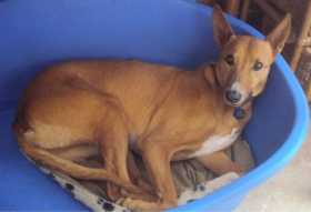 Lost Dog
