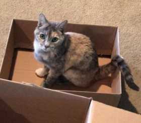 Lost Cat