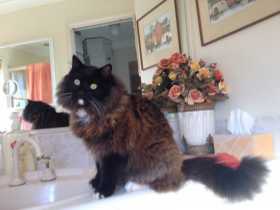 Lost Cat