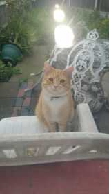 Lost Cat
