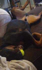 Lost Dog