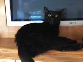 Lost Cat