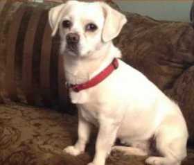 Lost Dog