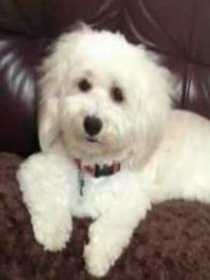 Lost Dog