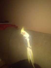 Lost Cockatiel