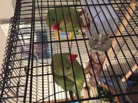 Lost Indian Ringneck Parakeet