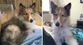 Lost Dog