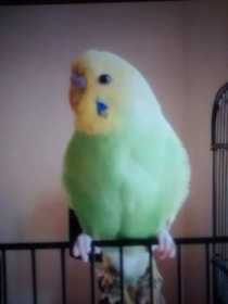 Lost Budgerigar