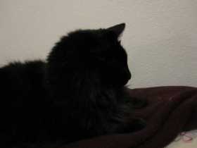 Lost Cat