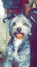 Lost Dog