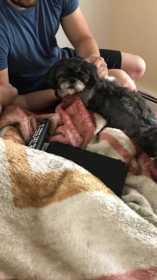 Lost Dog