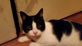 Lost Cat