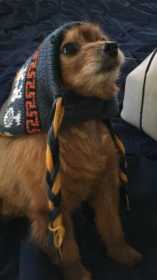 Lost Dog