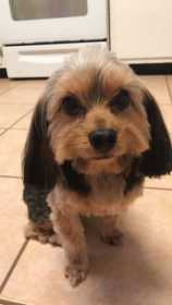 Lost Dog