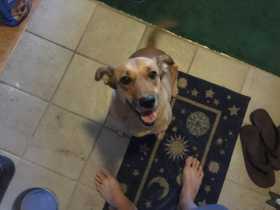 Lost Dog