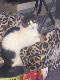 Lost Cat