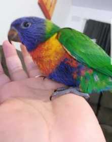 Lost Lory / Lorikeet