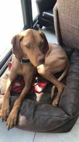 Lost Dog