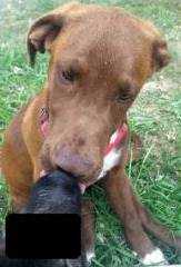 Lost Dog