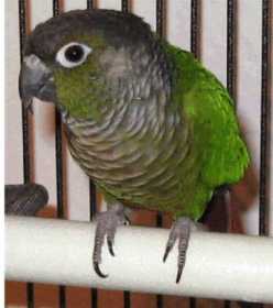 Lost Conure Lost Conure